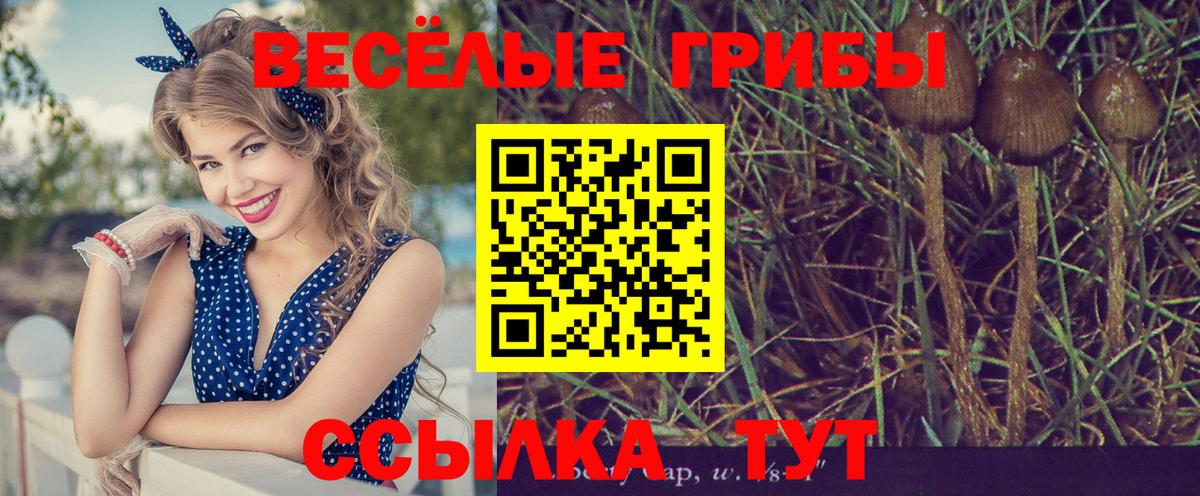 Карабулак  Галлюциногенные грибы мицелий  Вход с VPN 